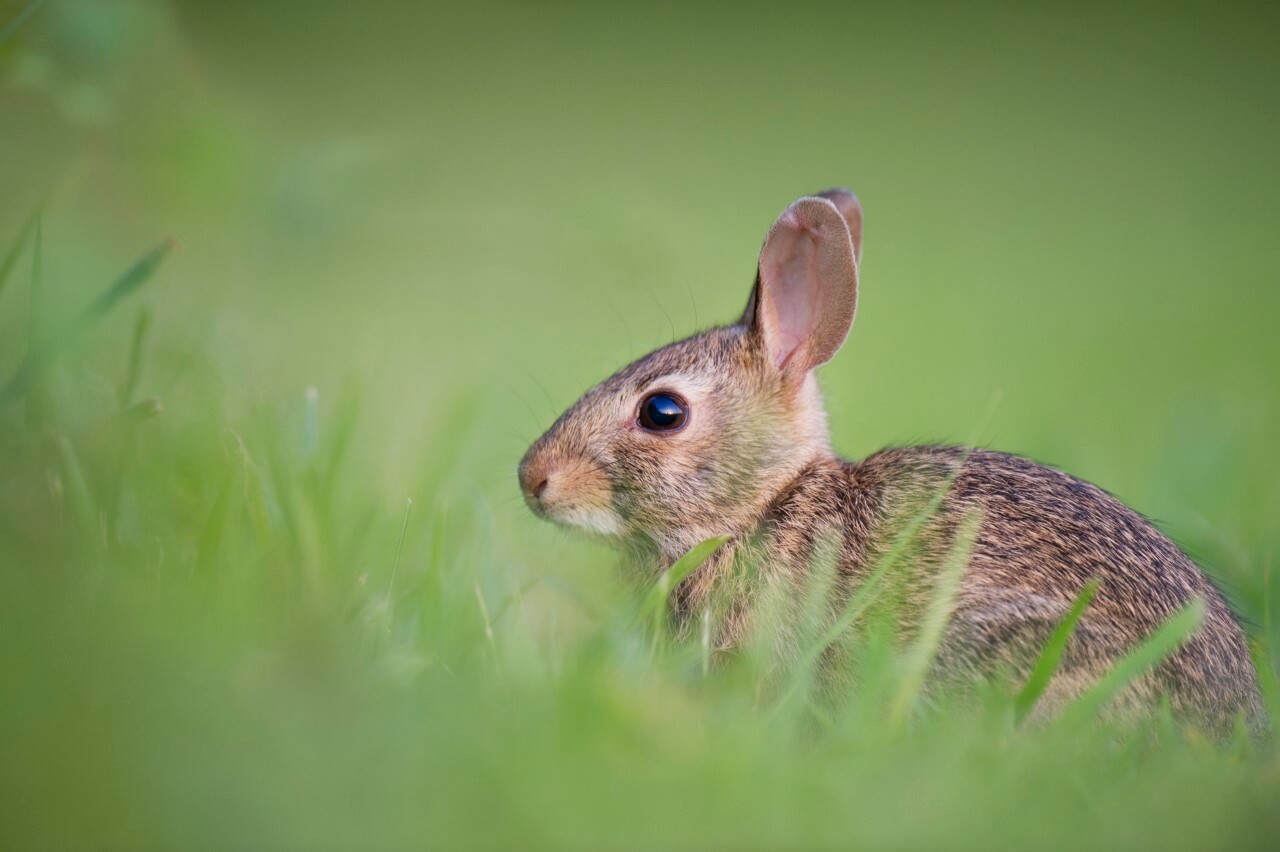 In a Race for the Ages: Tortoise Triumphs Over Hare in Classic Showdown